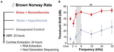 Transcriptional response to mild therapeutic hypothermia in noise-induced cochlear injury